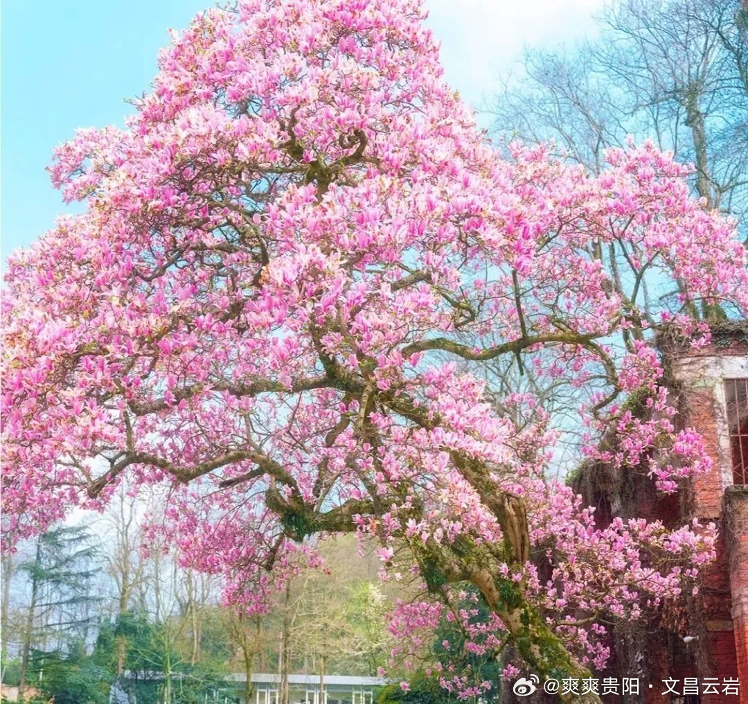 扶兰最新风采，小红书上的独特魅力绽放