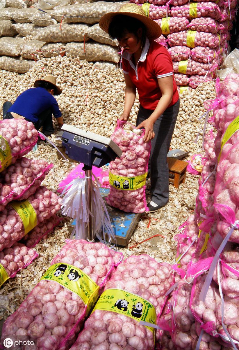 江苏大蒜最新行情揭秘,价格走势与温情趣事交织