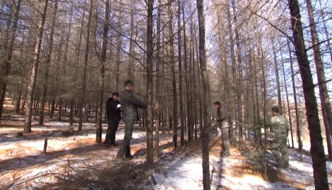 林业买断职工最新动态更新，林业职工买断最新消息