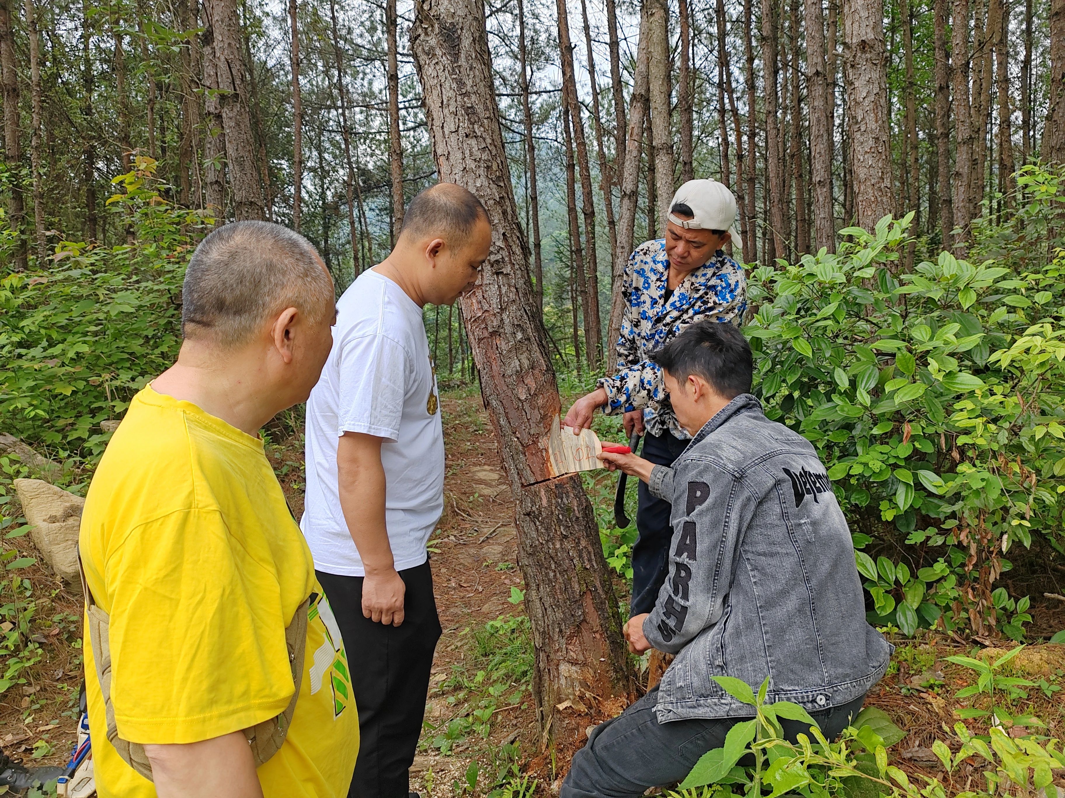 林业买断职工最新动态更新,林业职工买断最新消息