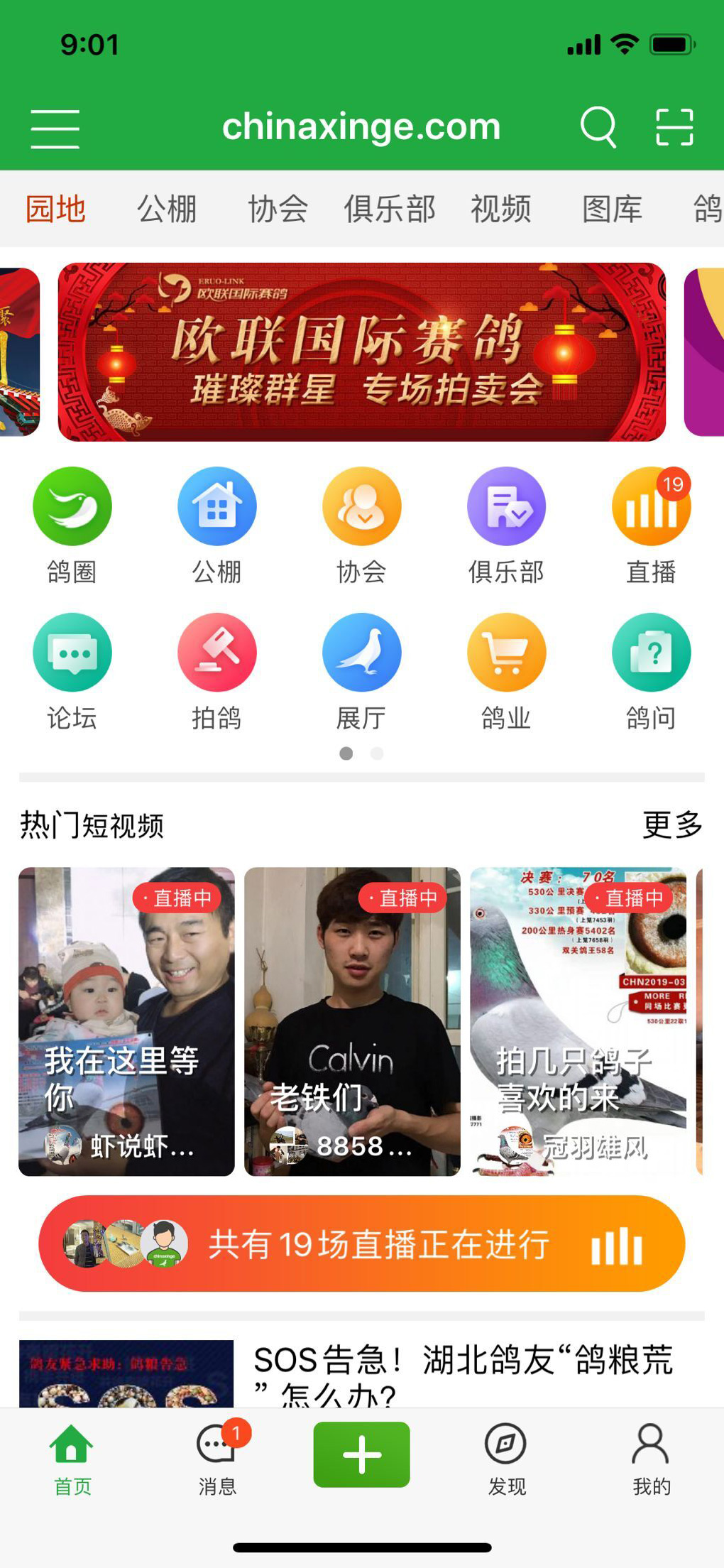 天鸽直播最新路线探索,巷弄深处的惊喜之旅