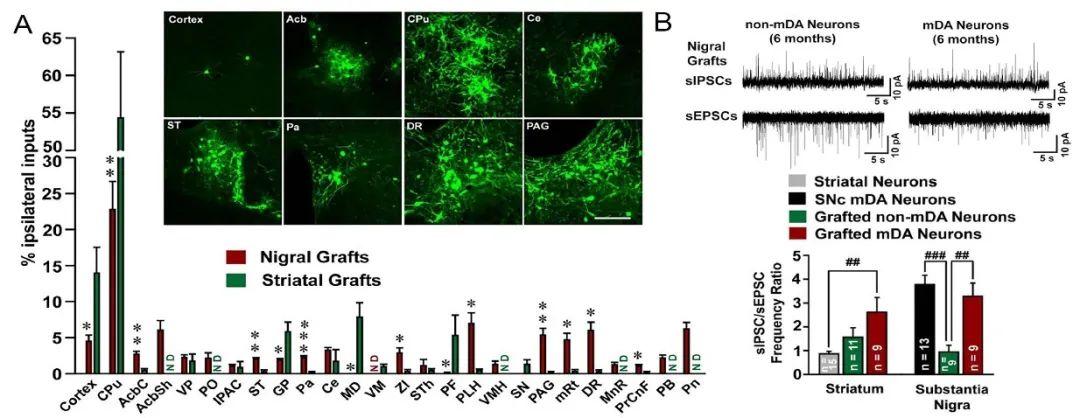 运动神经元最新动态，重塑活力，无限潜力