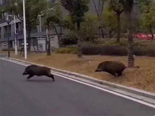池州一高校内惊现狂奔野猪,处于迅速响应执行_ISQ78.493高端体验版