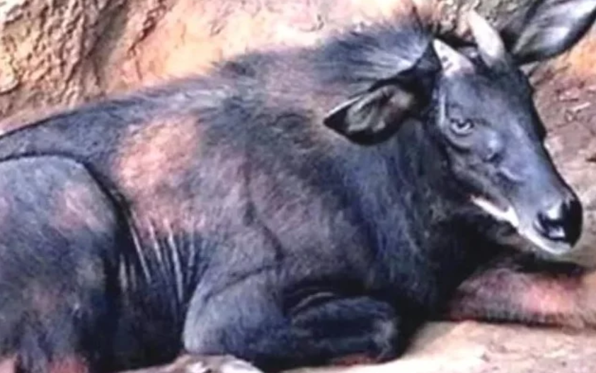 2024四不像正版最新版本,最新碎析解释说法_OBL78.803高效版，正版资料免费资料大全十点半