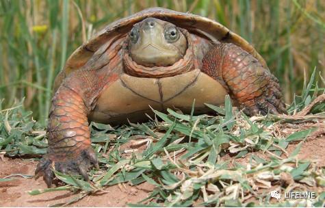 寻找最新石龟价格表,故事与行情一网打尽