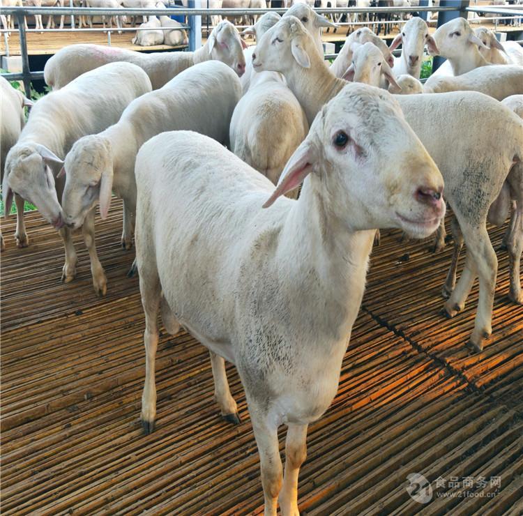 最新消息揭秘,2024年羊价走势分析