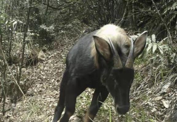 四不像特马图今晚必出,策略优化计划_XNE78.355旗舰款