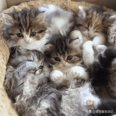 猫咪软件官网最新版详解,从初学者到进阶用户的完全使用指南