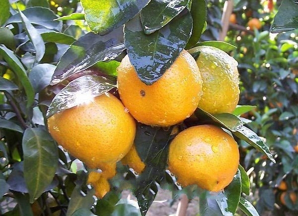 中国最新优质柑橘品种探索之旅,自然美景下的柑橘盛宴