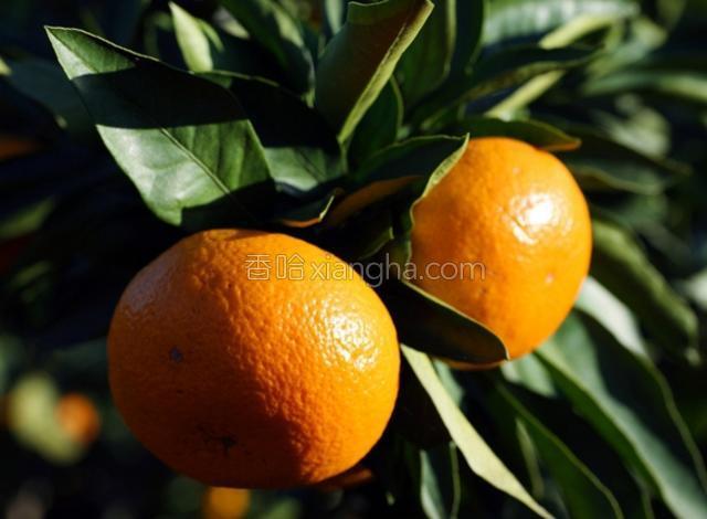 中国最新优质柑橘品种探索之旅,自然美景下的柑橘盛宴