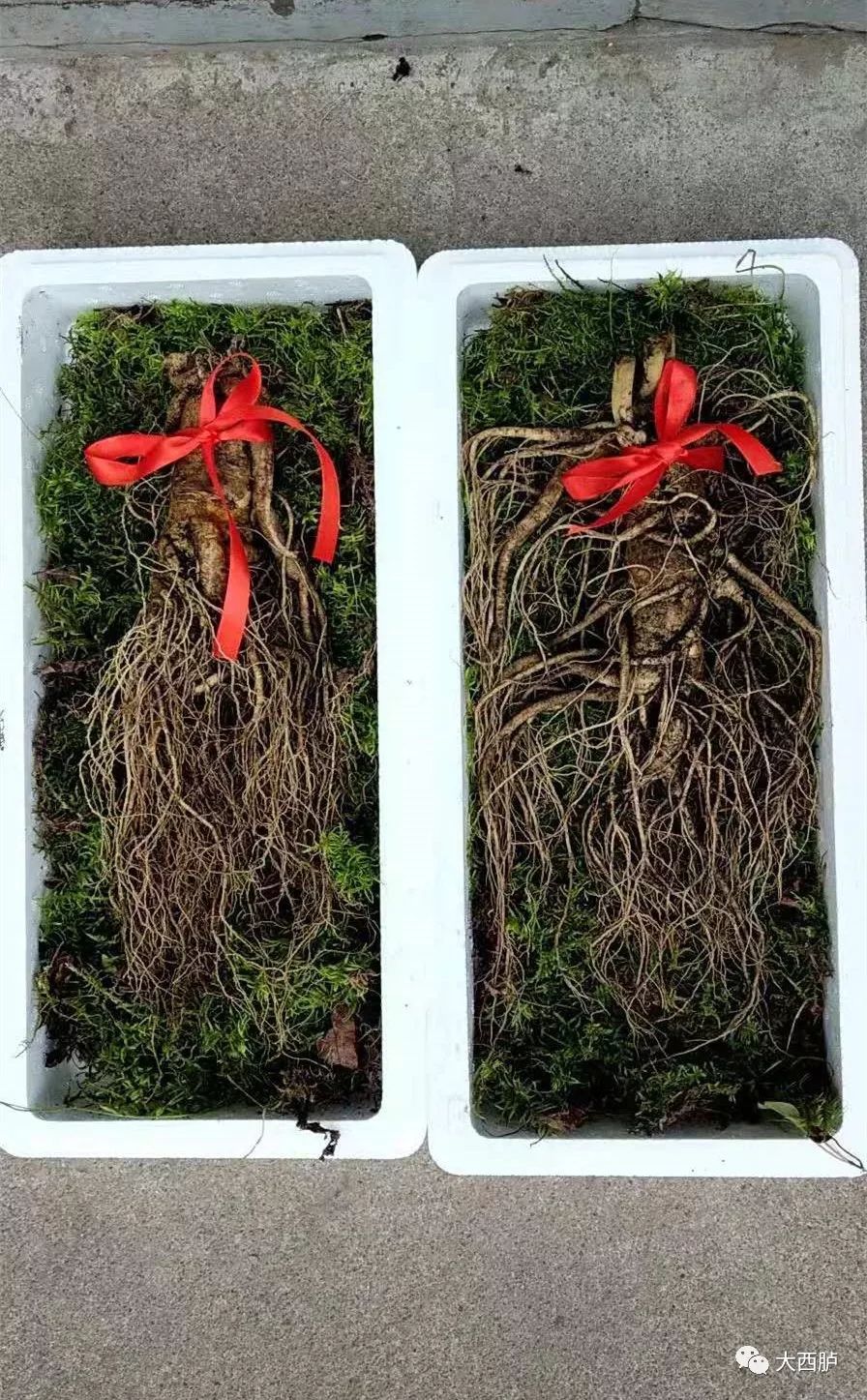 野山参最新价格2024,探寻价值之旅,寻找内心平静之路