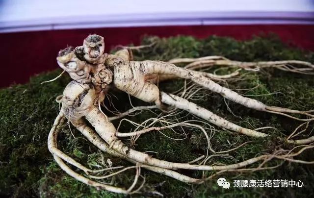 野山参最新价格2024,探寻价值之旅,寻找内心平静之路