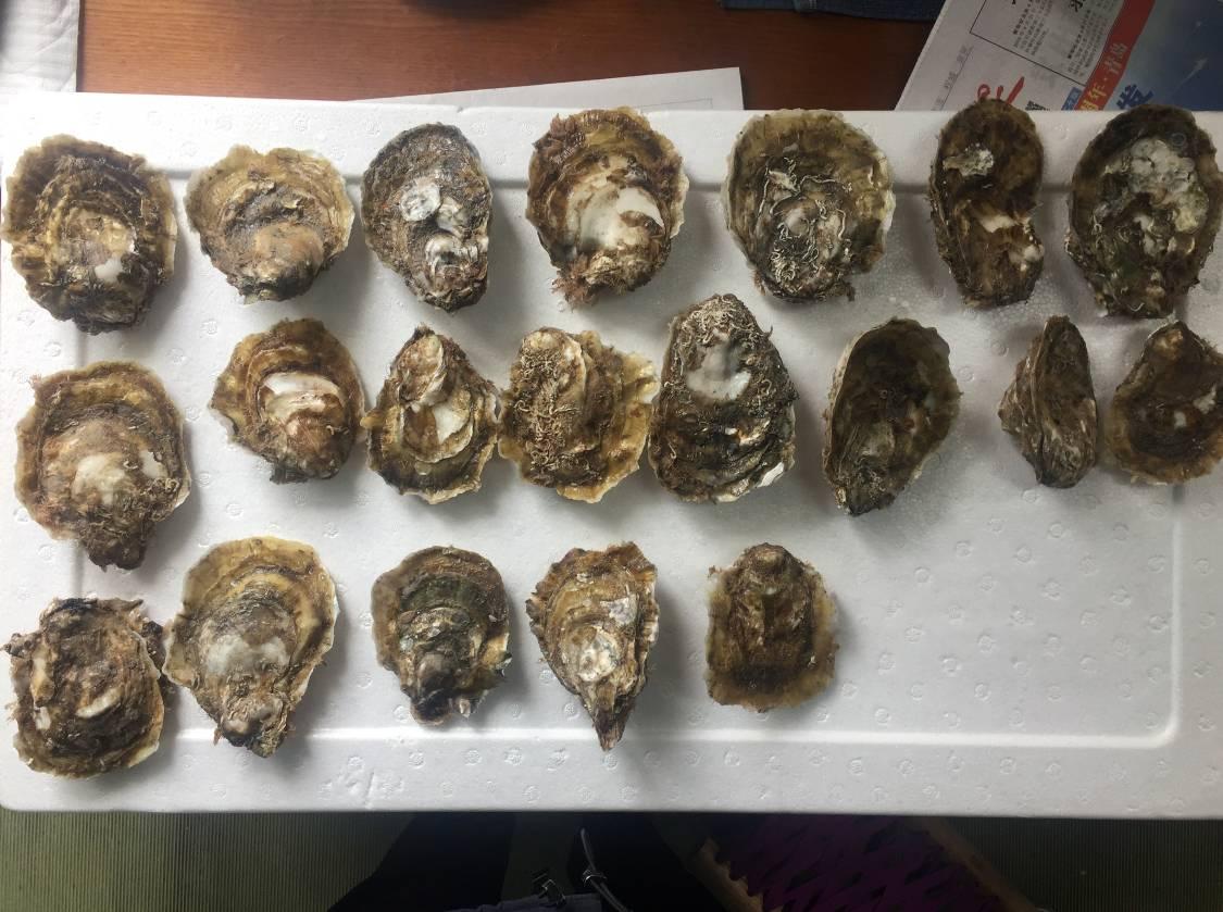 全面解析最新牡蛎养殖技术与实践