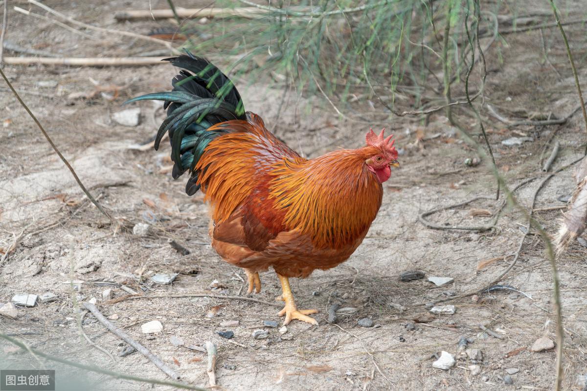 最新大公鸡动态与养殖技能学习掌握指南