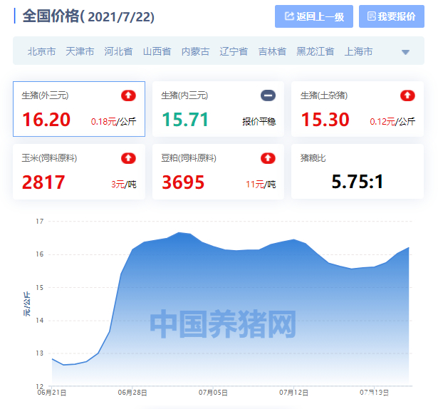 最新猪肉价格动态，探寻内心平静的猪肉之旅